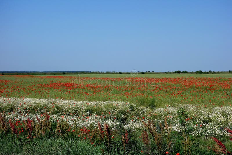 Field of poppies in early summer  2