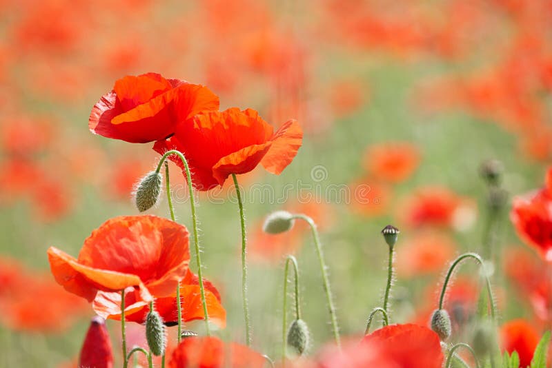 Field with poppies