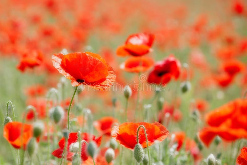 Field with poppies