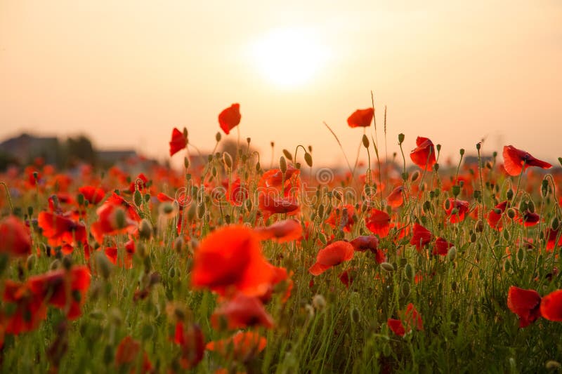 Field of poppies. Nature summer wild flowers. Red flower poppies plant. Buds of wildflowers. Poppy blossom background