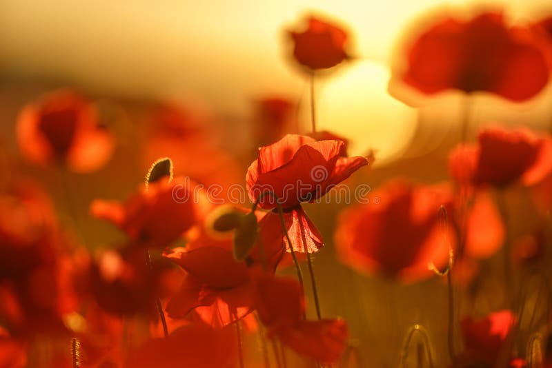 Field poppies in the sunset. spring mood. red poppies in sunlight .