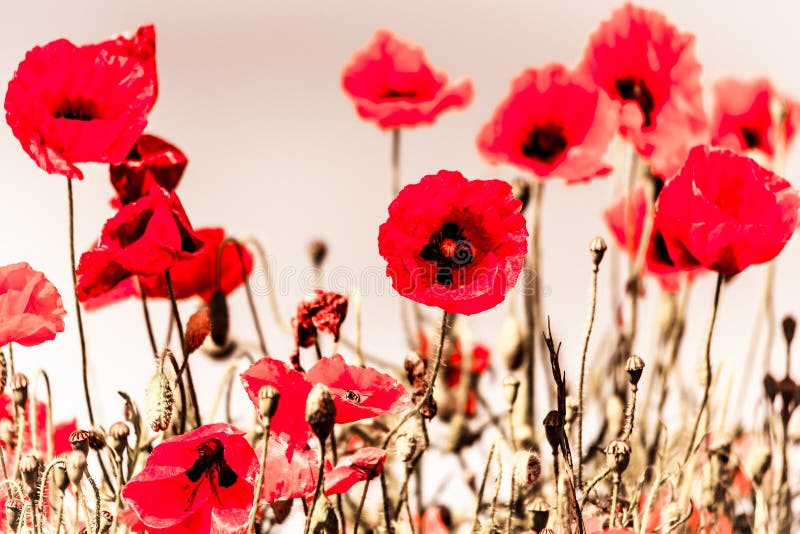 Field of Poppies in Sussex