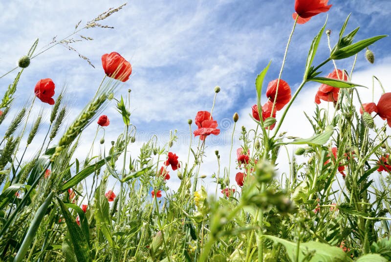 Field of poppies