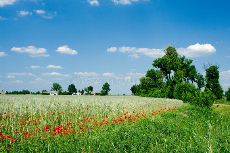 Field with poppy