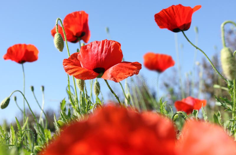 Field of poppys - down view royalty free stock image