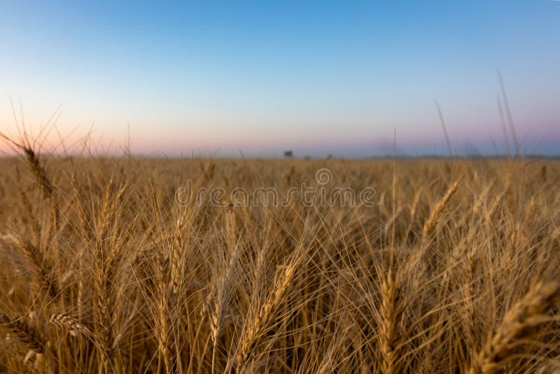 Field of Prairie Wheat Ready for Harvest at Sunset. Field of Canadian Prairie Wheat Ready for Harvest at Sunset stock images Field of Prairie Wheat Ready for Harvest at Sunset. Field of Canadian Prairie Wheat Ready for Harvest at Sunset stock images