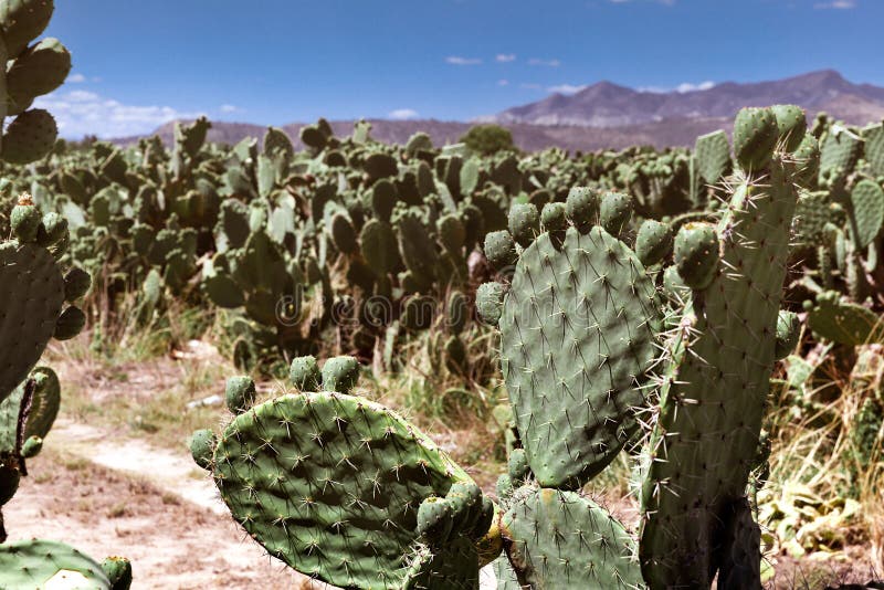 Prickly pear plant cactus stock photo. Image of sonora ...