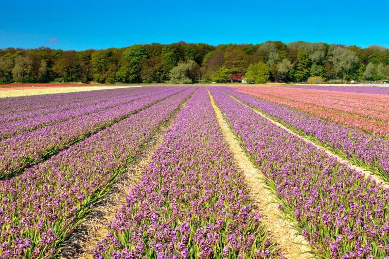 Field of purple hyacinths in spring