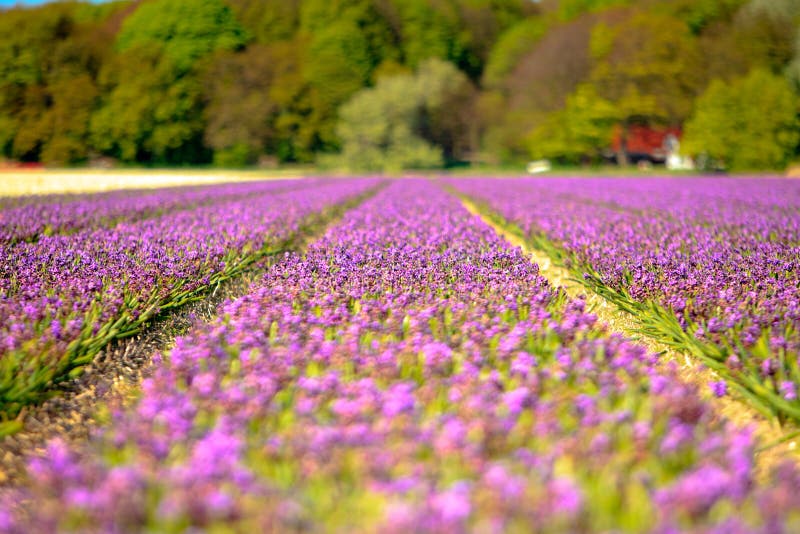 Field of purple hyacinths in spring