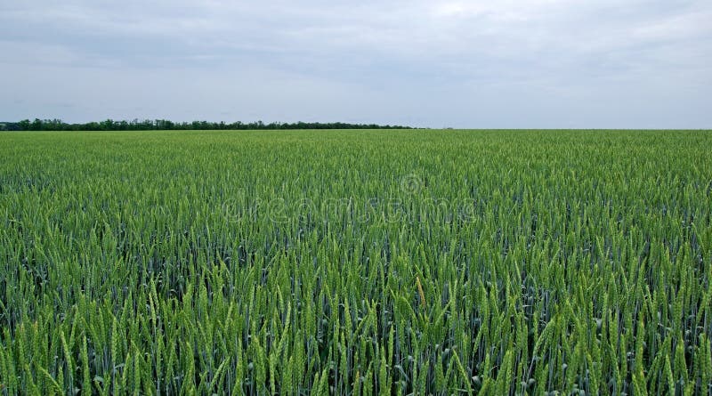 Field before rain. stock image Field before rain. stock image