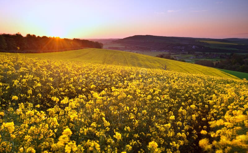 Field of rapeseed at sunrise landscape