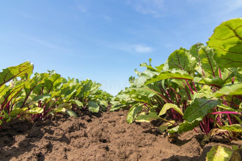 Beetroot in a Vegetable Garden. Growing Beetroot Stock Photo Image of