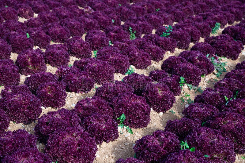 Field with Red Leaf Lettuces Stock Photo Image of farm, culinary