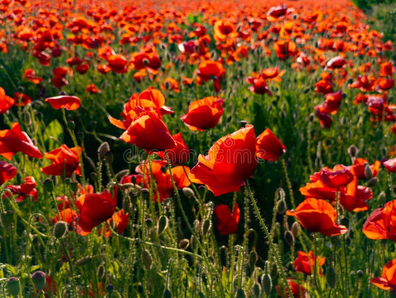 A field of red poppies in the middle of a field of green grass stock photos