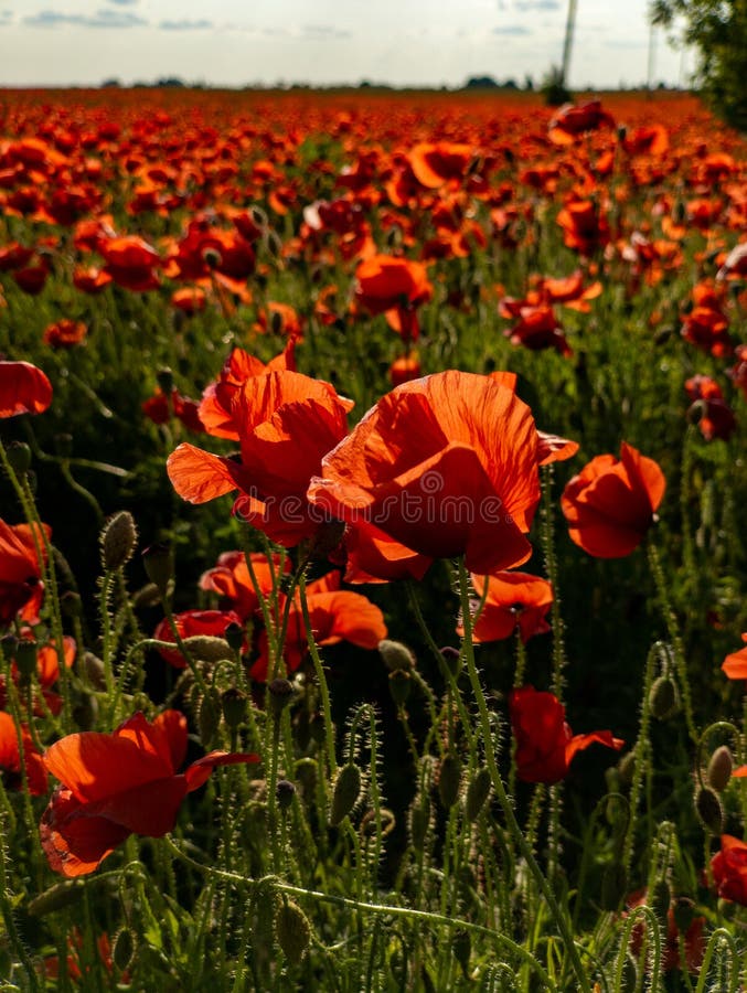 A field of red poppies in the middle of a field of green grass stock photography