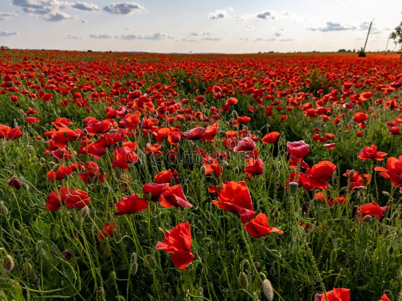 A field of red poppies in the middle of a field of green grass stock photos