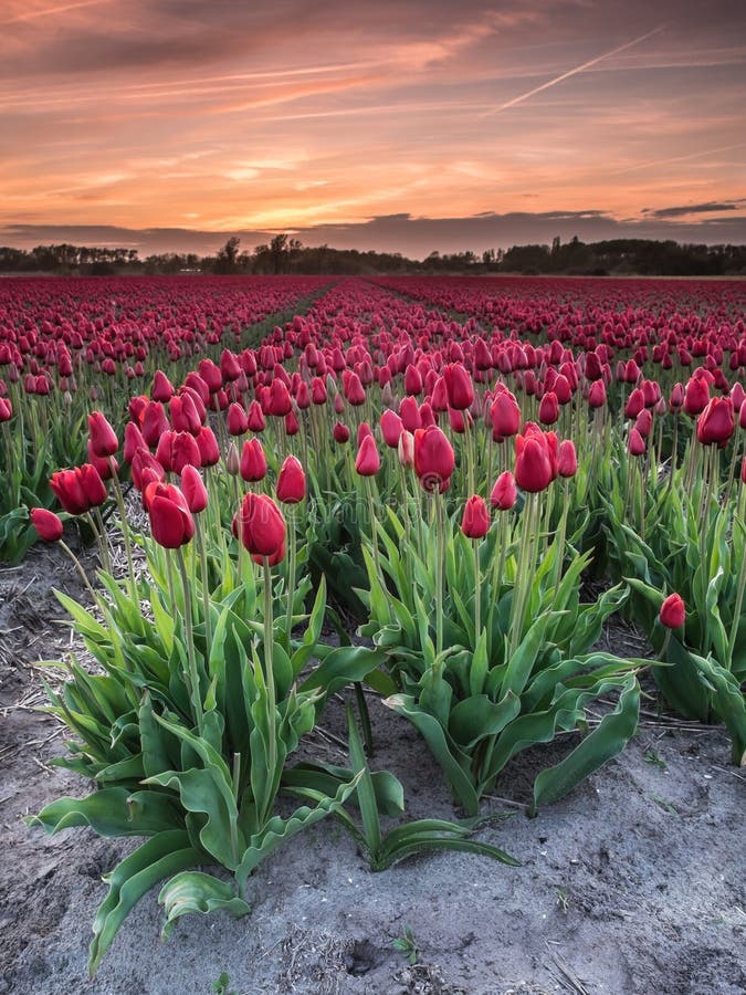 Field of tulips at sunset stock image. Image of seasonal 39850007