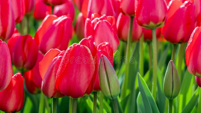 Field of Red Tulips