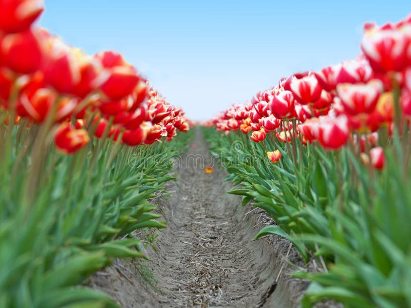 Field red white tulips in Netherlands