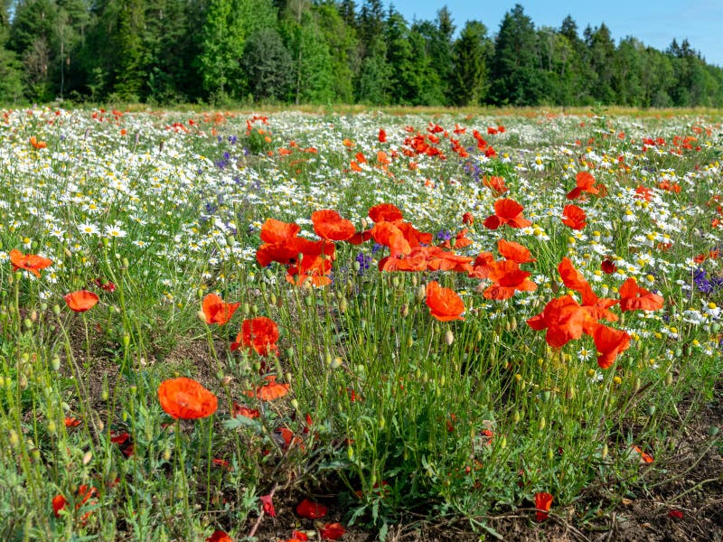 Field with red wild poppies - royalty free stock image Field with red wild poppies - royalty free stock image