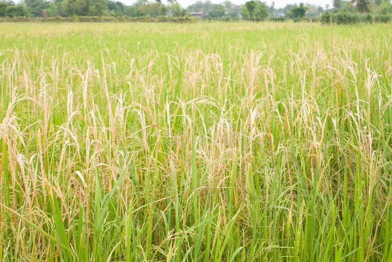 Field rice