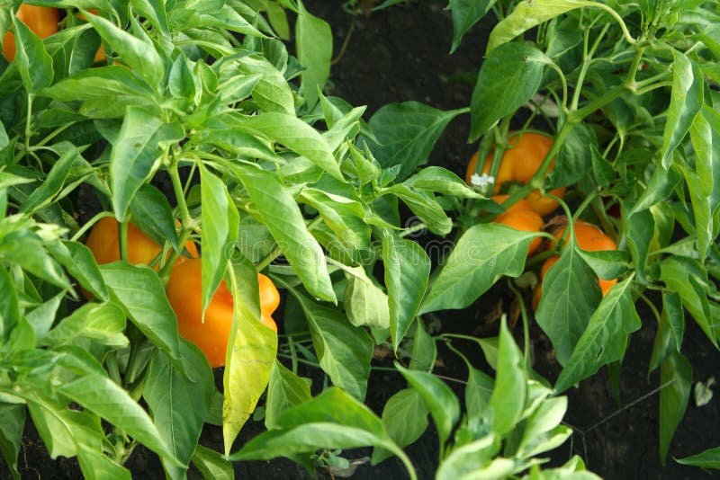 Field of ripe Bell pepper close-up. Rural landscape. The concept of a rich harvest. Concept art design. Field of ripe Bell pepper close-up. Beautiful garden stock image Field of ripe Bell pepper close-up. Rural landscape. The concept of a rich harvest. Concept art design. Field of ripe Bell pepper close-up. Beautiful garden stock image