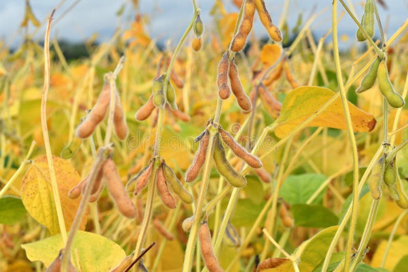 Field of Ripe Soybean Plants Stock Image Image of land, field 99377141
