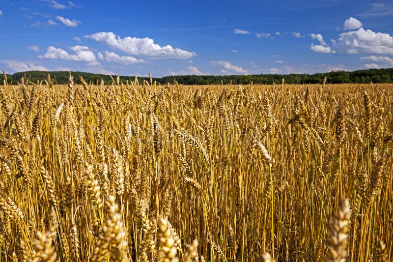 field, ripe wheat