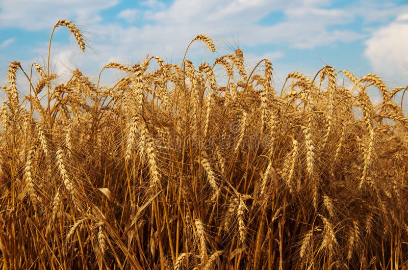 Field of ripe wheat. Forthcoming harvest to harvest. royalty free stock image Field of ripe wheat. Forthcoming harvest to harvest. royalty free stock image