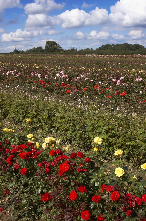 Field of roses, Oregon stock photo. Image of trees, light 35332352