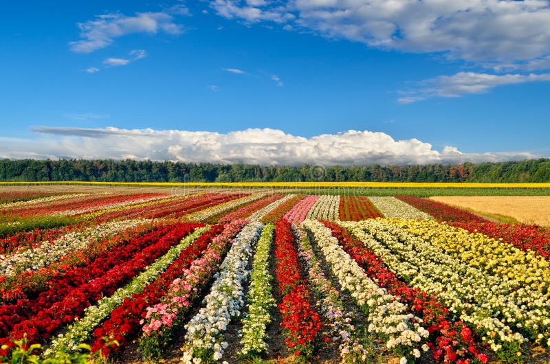 Field of Roses on the Background of the Blue Sky Stock Image Image of