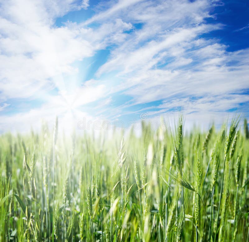 Field of rye and cloudy sky