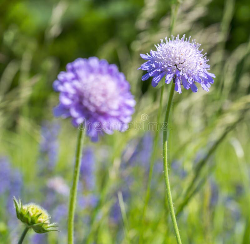 Field scabious closeup stock image. Image of handsome - 95016189