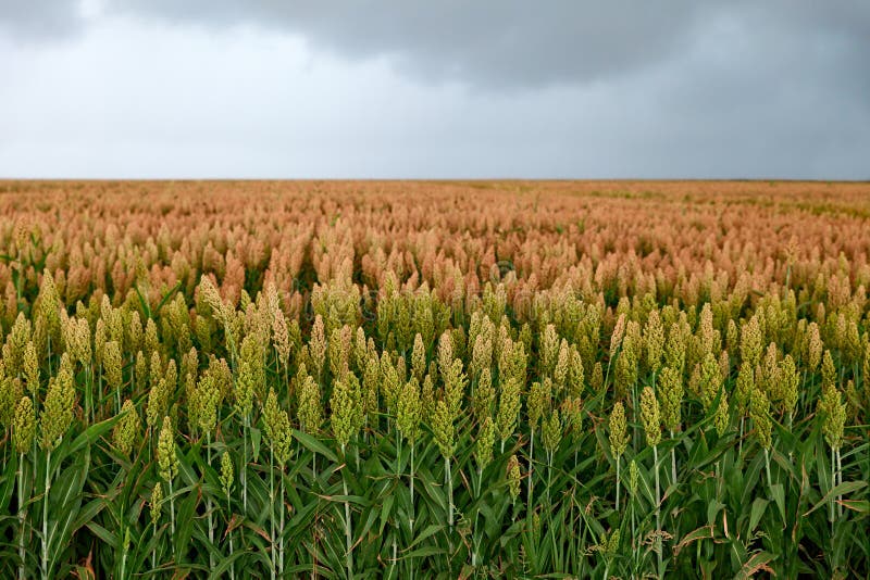 Field of sorghum