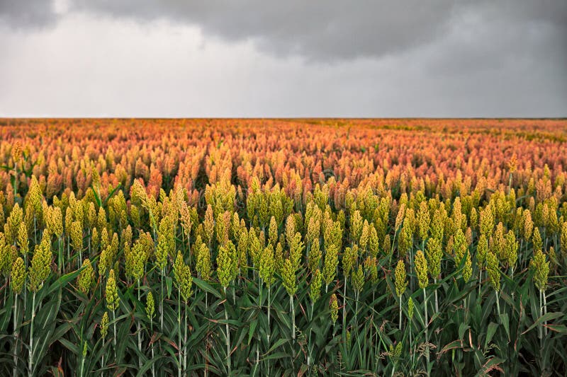 Field of sorghum