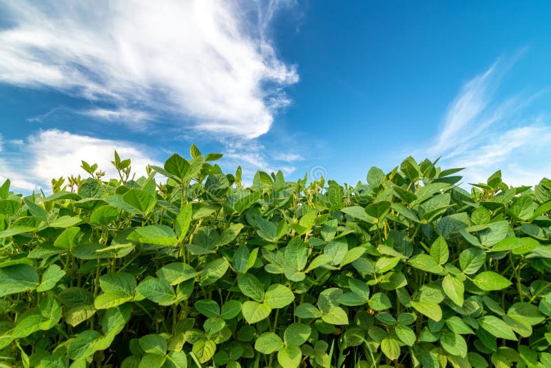 Soybean Growing in Cultivated Field Stock Image Image of growth