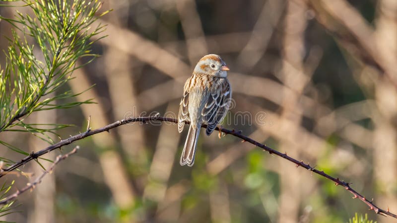 Field Sparrow in Vine Branches Green Small Brown Birds Natature Scene Tennessee North America royaltyfria foton