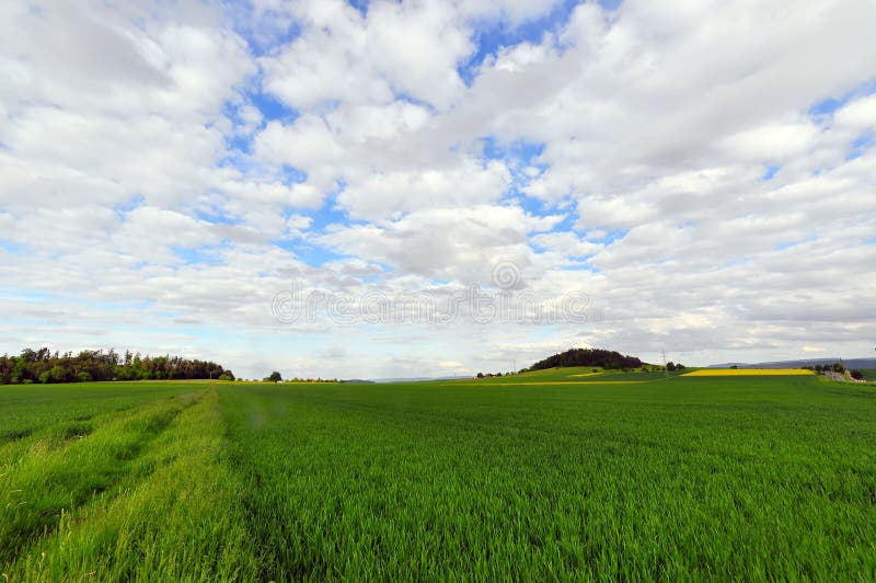 Field in Spring