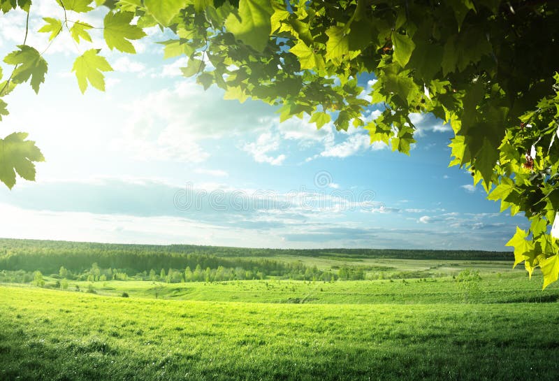 Field of spring grass