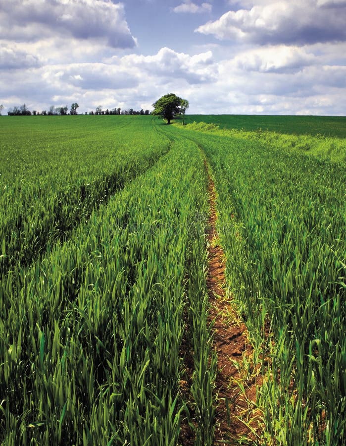 Field of spring green wheat