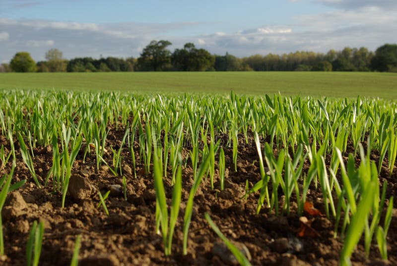 Field in Spring with shoots royalty free stock photo Field in Spring with shoots royalty free stock photo