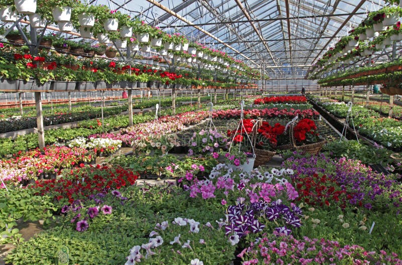 Field with Spring and Summer Flowers in Greenhouse at Sunlight. Floral