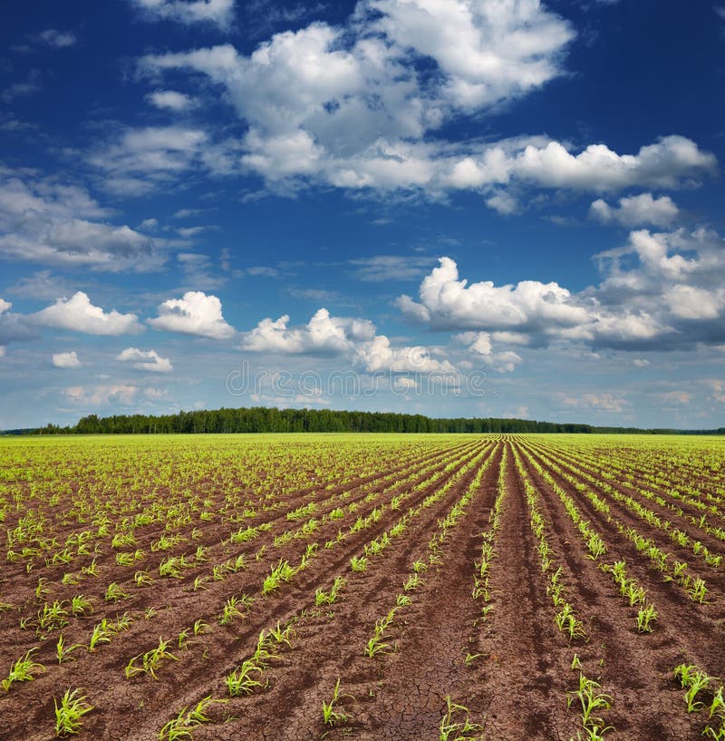 Field with sprouting crops royalty free stock images