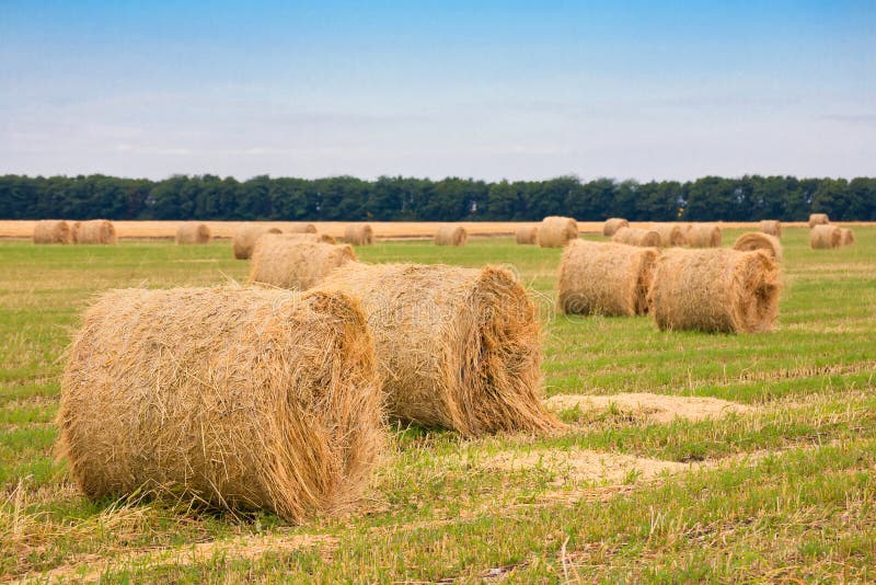 Hay roll on green grass stock photo. Image of golden - 10783758