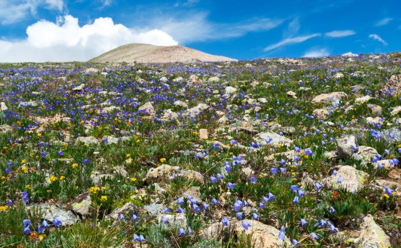 Field of Summer Wildflowers stock photography