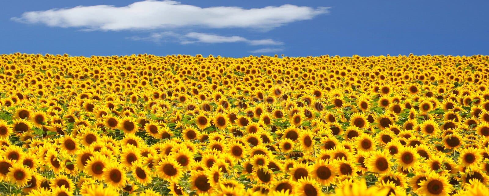 Sunflower Field on Sunset. Beautiful Nature Landscape Panorama. Farm ...