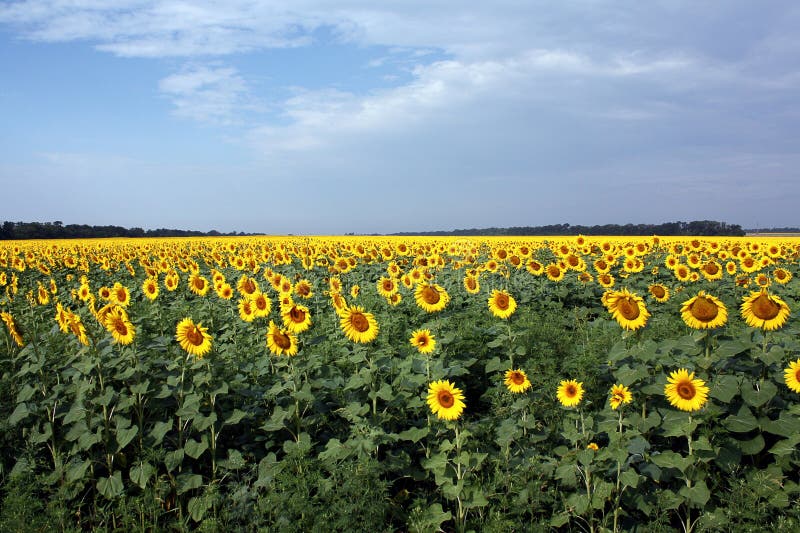 Field of sunflowers