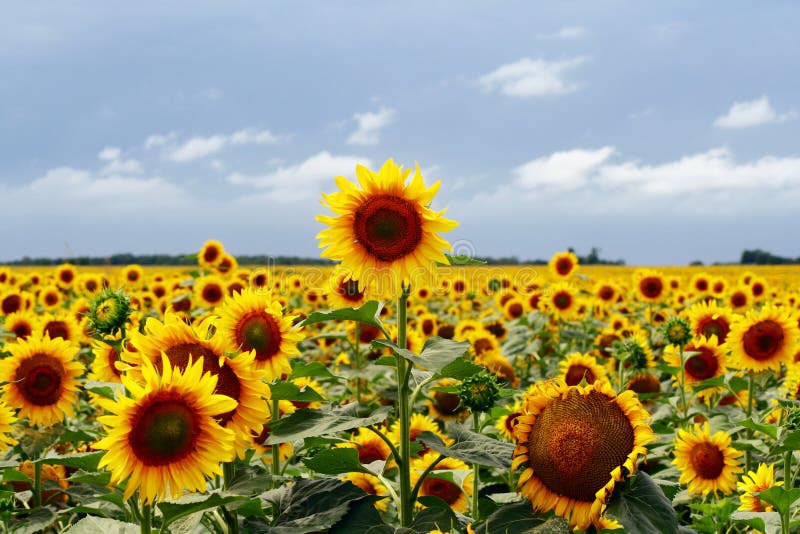 Field of sunflowers with the cloudy skies. Sunflowers stock images, royalty-free photos and pictures