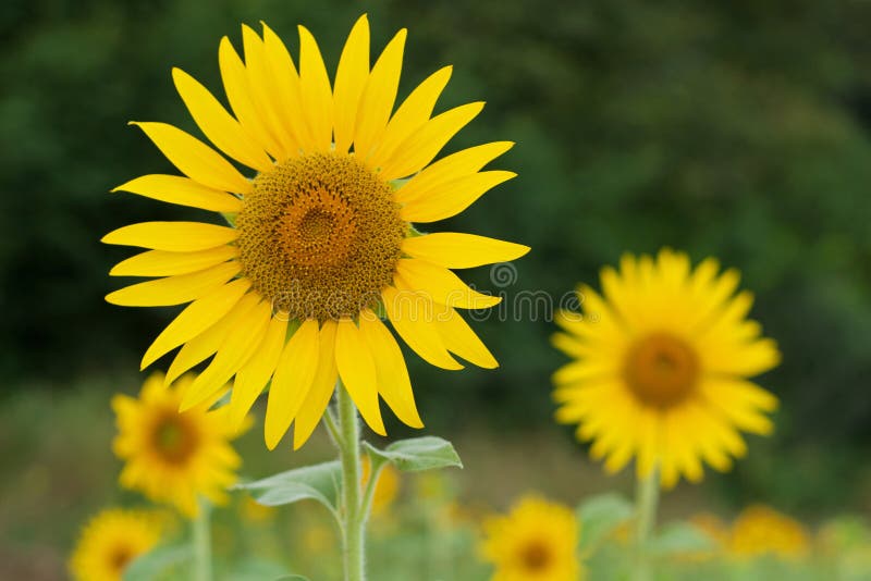 Field of sunflowers