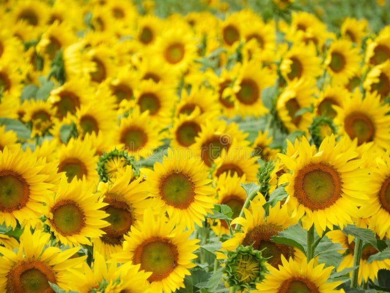 Bright Yellow Sunflowers Grow during Summer in the FingerLakes Stock